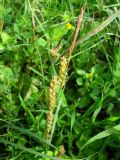 Carex flacca